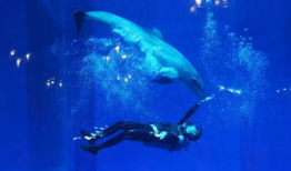 一线吃瓜娱乐圈海底见月,一线“吃瓜”达人海底探月奇遇记